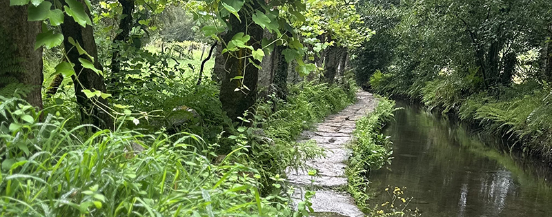 walking path alongside a stream