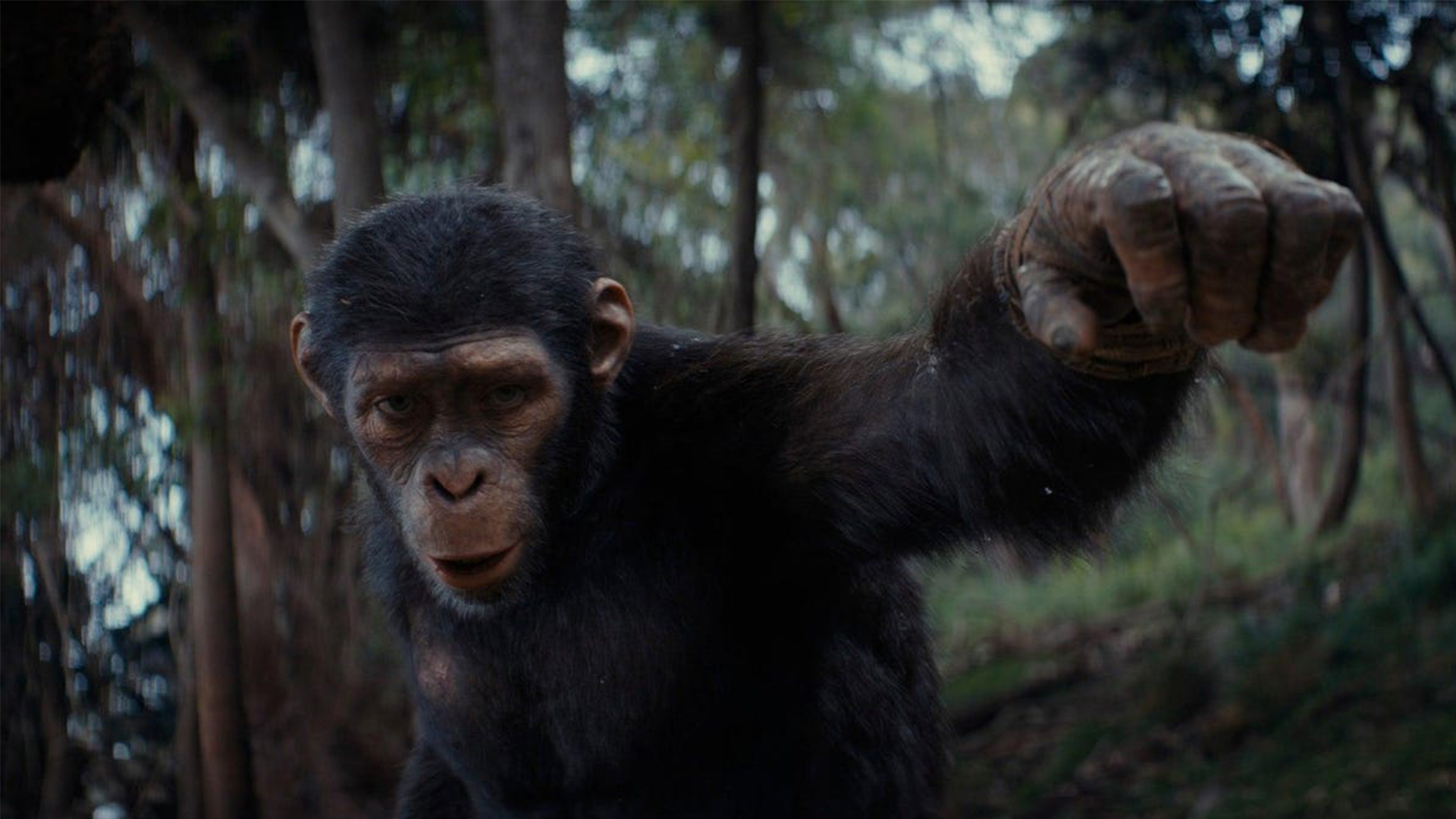 Kingdom of the Planet of the Apes