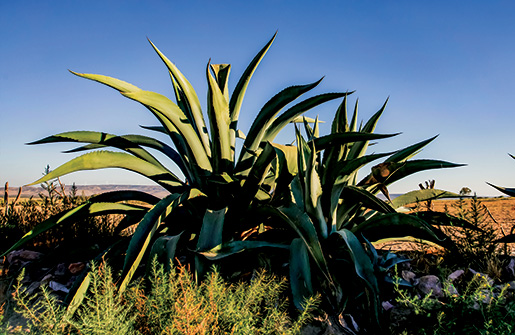 Agave